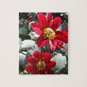 red hot pink daisy / daisies flowers jigsaw puzzle