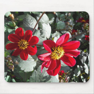 red hot pink daisy / daisies flowers mouse pad