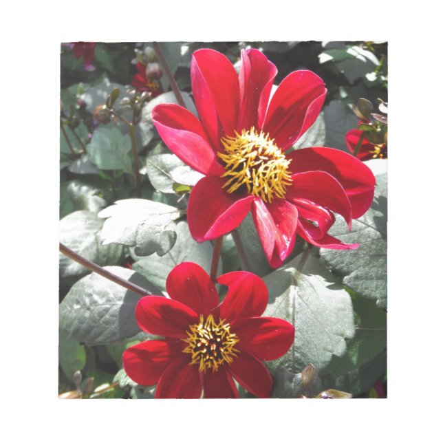 red hot pink daisy / daisies flowers notepad (Front)