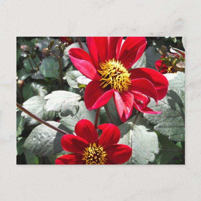 red hot pink daisy / daisies flowers postcard (Front)