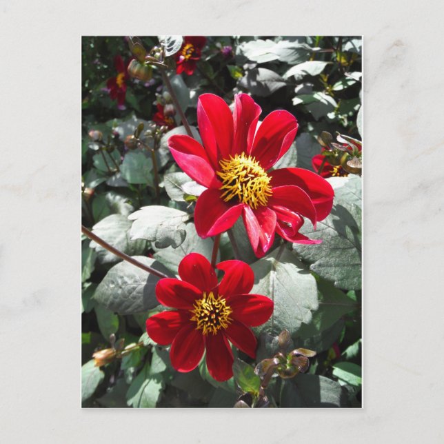 red hot pink daisy / daisies flowers postcard (Front)