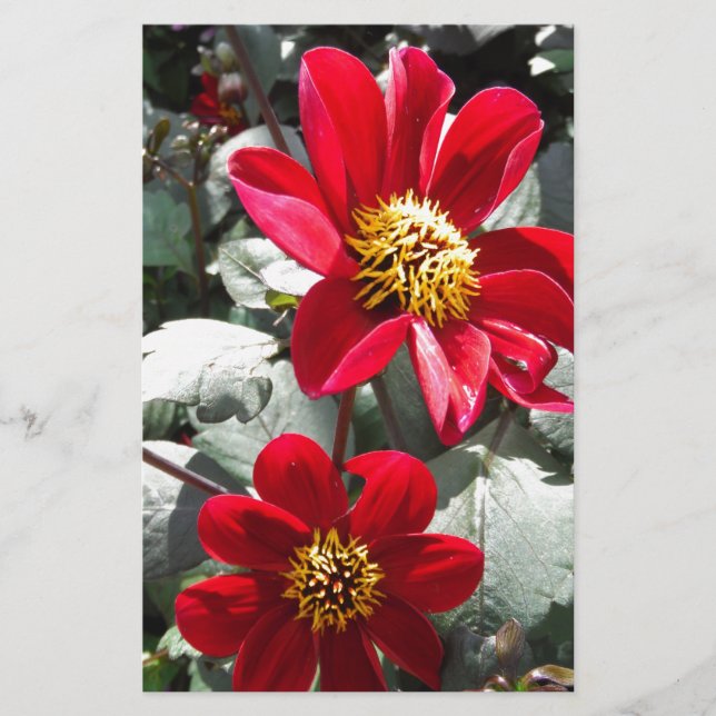 red hot pink daisy / daisies flowers stationery (Front)