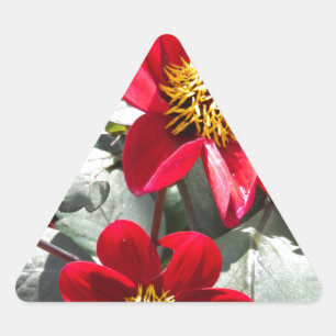 red hot pink daisy / daisies flowers triangle sticker