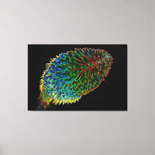 RED HOT POKER 32x48 Canvas Print