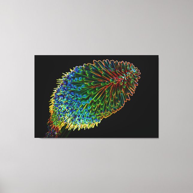 RED HOT POKER 32x48 Canvas Print (Front)