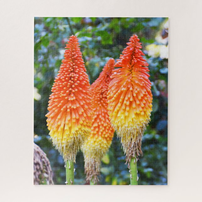 Red hot poker flowers jigsaw puzzle (Vertical)
