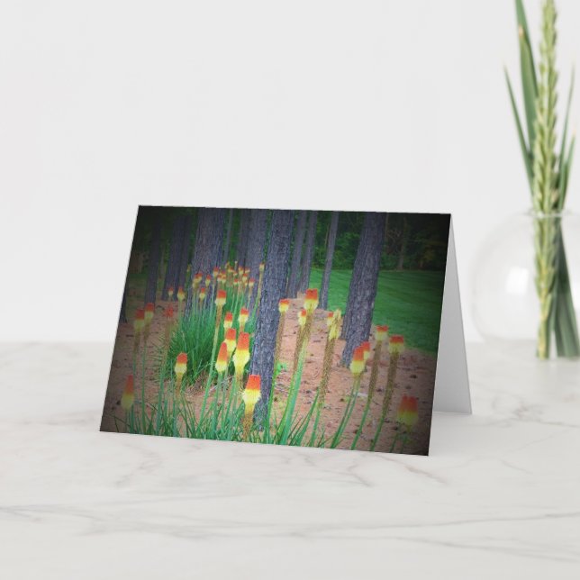 Red Hot Pokers, card (Front)