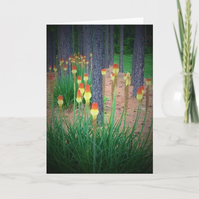 Red Hot Pokers, card (Front)
