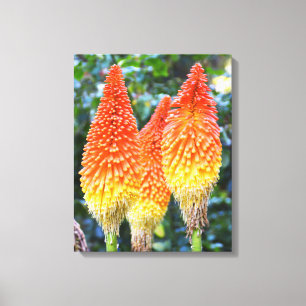Red hot pokers floral canvas print