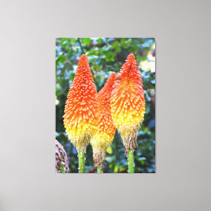 Red hot pokers floral canvas print