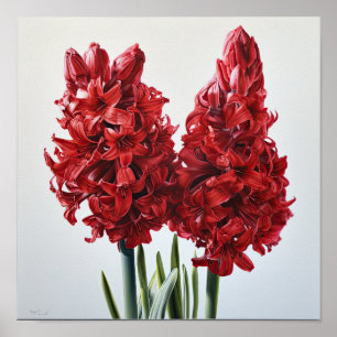 Red Hyacinth Flower Art Print Poster