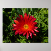 Red Ice Flower Colourful Carpet Plant