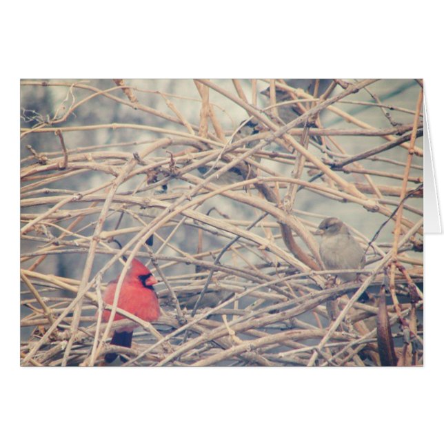Red in a Dreary Winter, Cardinal and Sparrow (Front Horizontal)