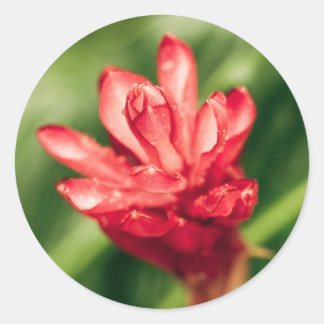 red in the garden classic round sticker