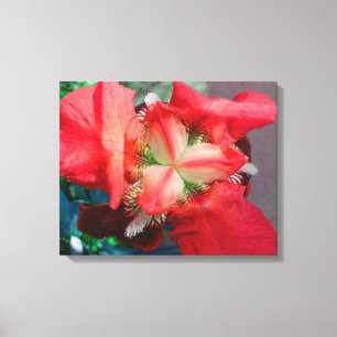 Red Iris Canvas Print