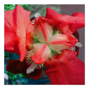 Red Iris Flower Perfect Poster