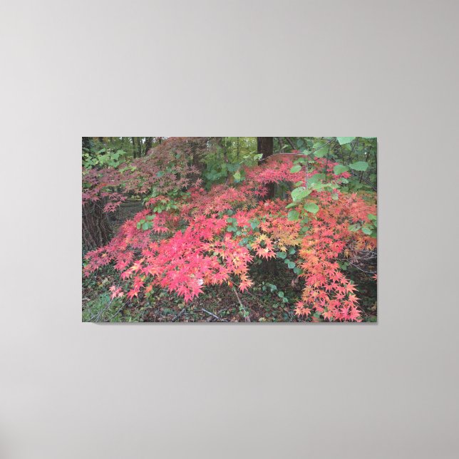 Red Japanese Maple Canvas Print (Front)