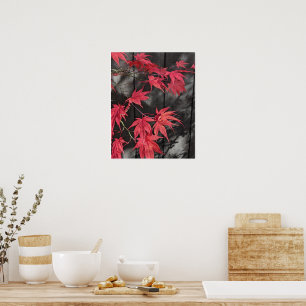 Red Japanese Maple Leaf Shadows Poster