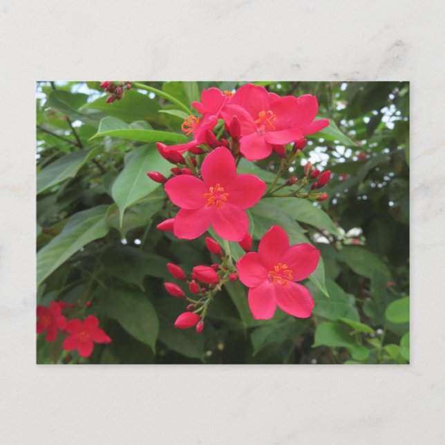 Red Jatropha Flowers Postcard (Front)