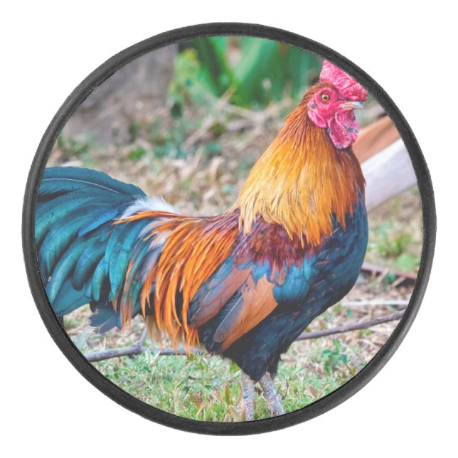 Red junglefowl (Devant)