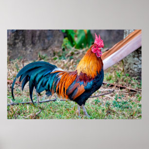Red junglefowl poster