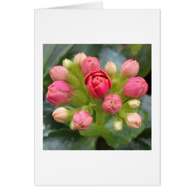 Red Kalanchoe Buds (Front)