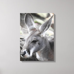 Red Kangaroo Canvas Print