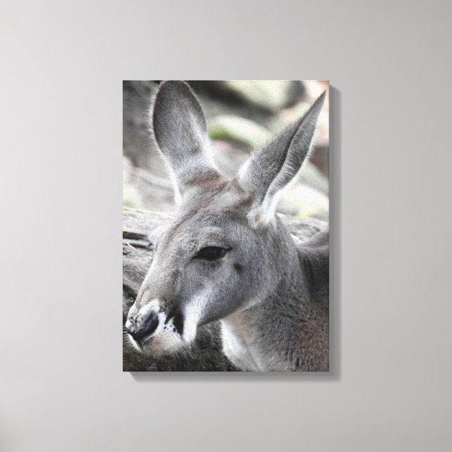 Red Kangaroo Canvas Print (Front)