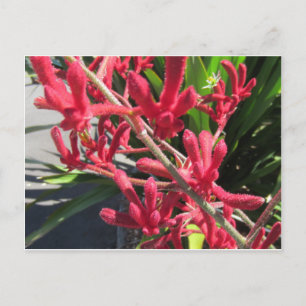 Red Kangaroo Paw Postcard