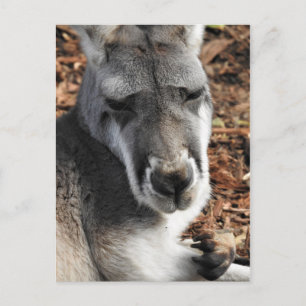 Red Kangaroo Postcard