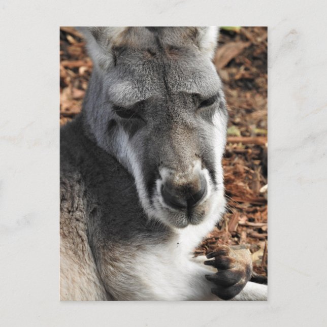 Red Kangaroo Postcard (Front)