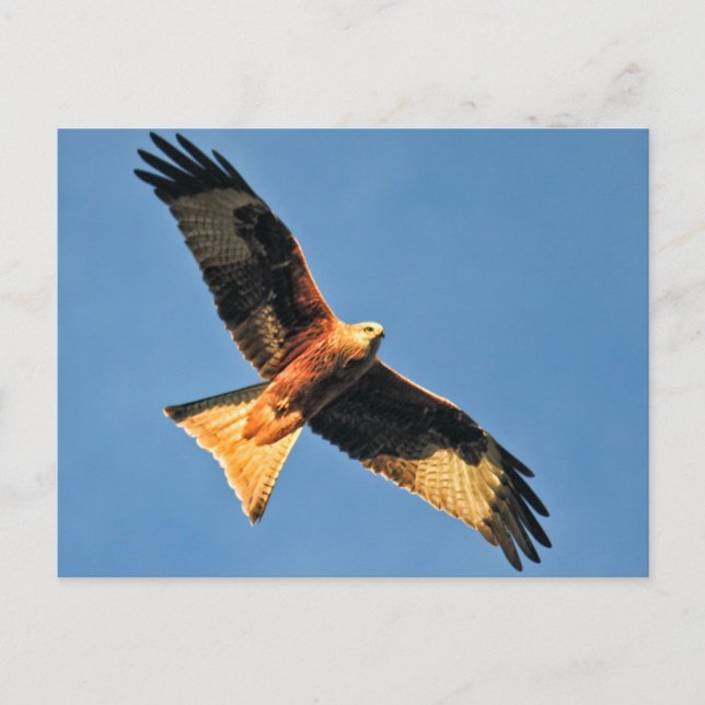 Red Kite Bird of Prey Postcard (Front)