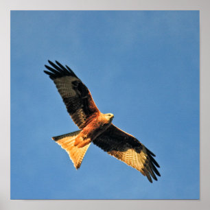 Red Kite Bird of Prey Poster