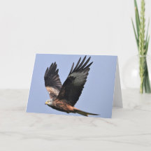 Red Kite