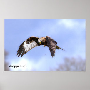 Red Kite drops food Poster