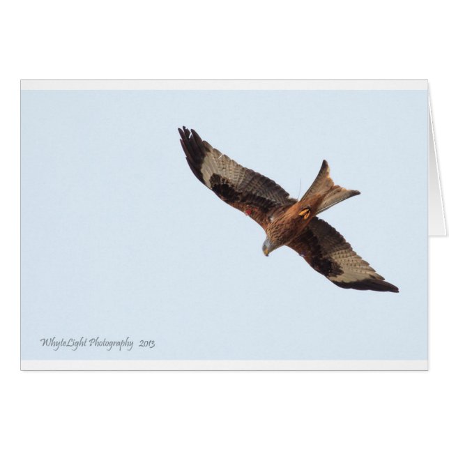 Red Kite In Sky (Front Horizontal)