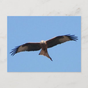 Red Kite Postcard 