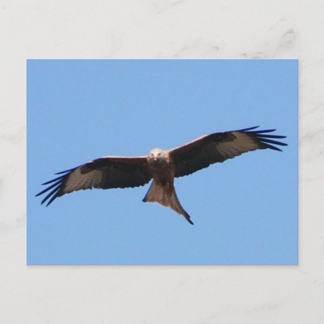 Red Kite Postcard  (Front)