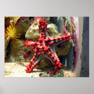Red Knobbed Starfish - Incredible Shot Poster