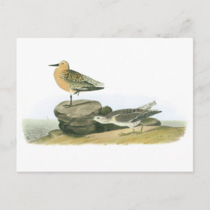 Red Knot by Audubon Postcard