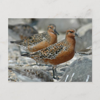 Red Knot Postcard