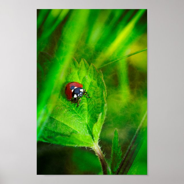 Red Ladybird Poster (Front)