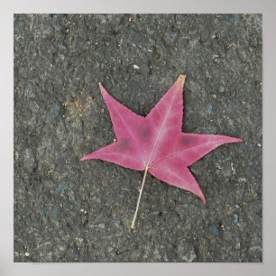 Red Leaf Photo Poster