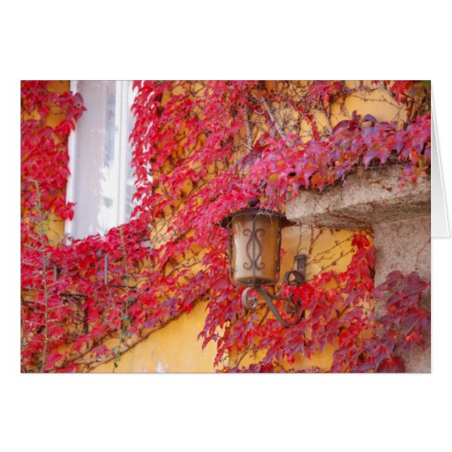 Red Leaves (Front Horizontal)