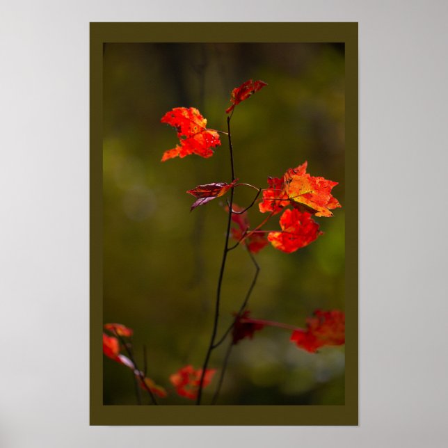 Red Leaves and Branches Poster (Devant)
