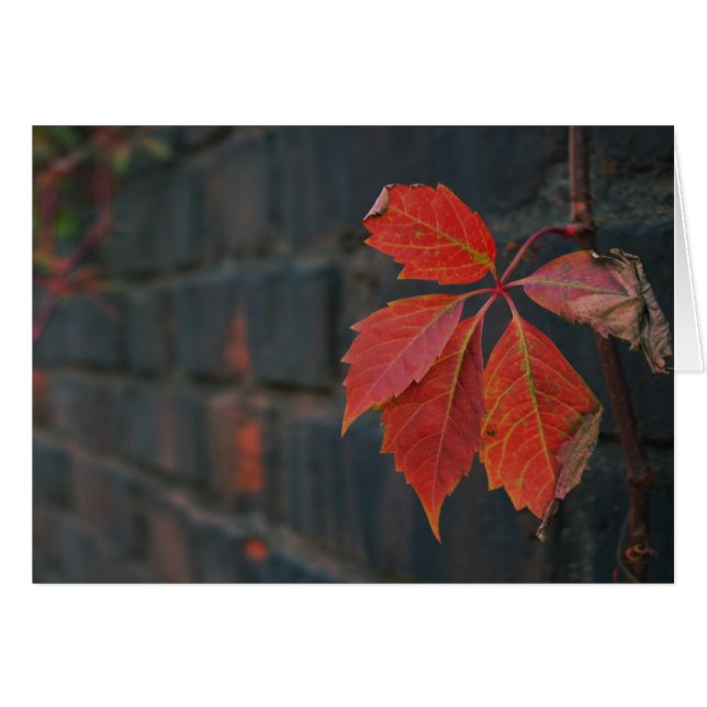 Red Leaves Card (Front Horizontal)