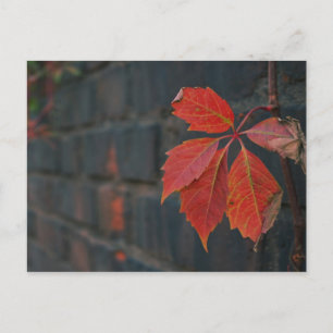 Red Leaves Postcard