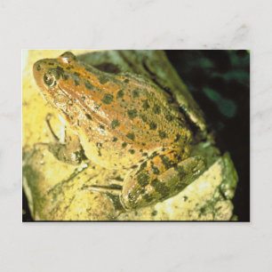 Red legged frog postcard