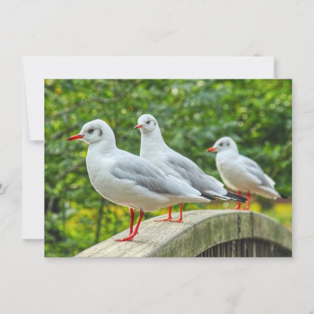 Red Legged Kittiwakes Card (Front)