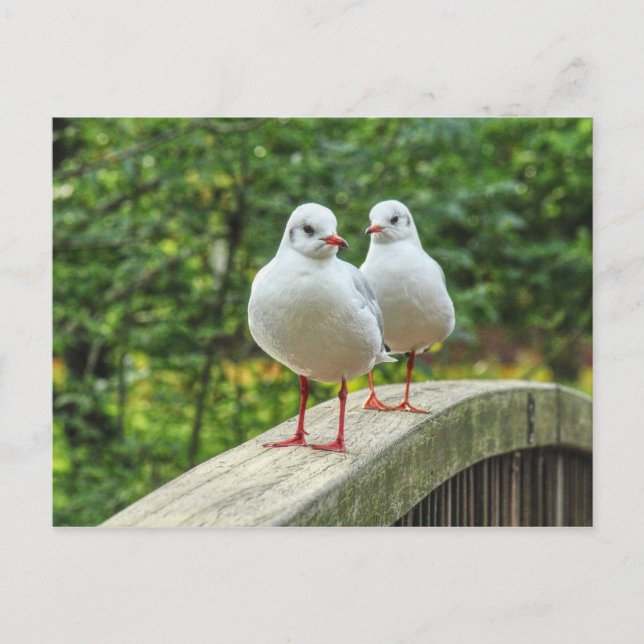 Red Legged Kittiwakes Postcard (Front)